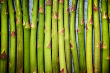 Bunch of wild asparagus
