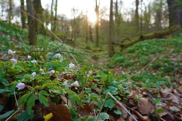 Frühlingsblumen im Wald