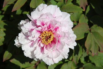 Peony bud spring flower blossom

