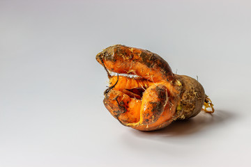 Ugly dirty deformed spoiled organic carrot  on a white background  with copy space. Food waste...
