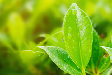 Green leaves nature with water droplet in the nature for background               