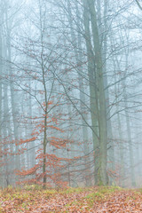 autumn forest in the morning , foggy day in the autumn forest