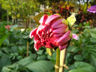 Dalia bud in the garden