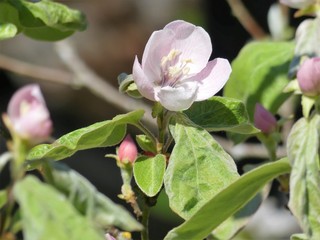 Quince fruit tree, Cydonia oblonga flower in springtime