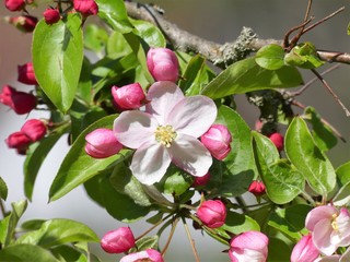 Crab apple tree, Malus flower in springtime