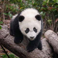 Cute and playful giant panda cub