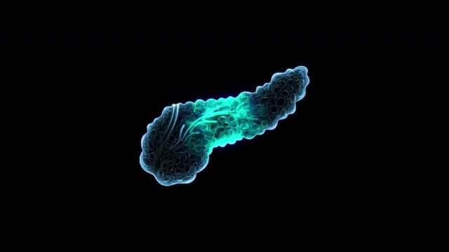 human pancreas motion loop