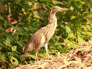 Indian reddish heron