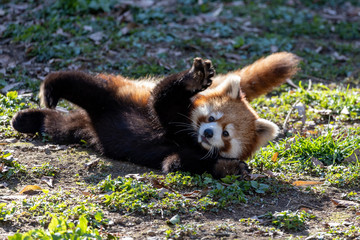 レッサーパンダ