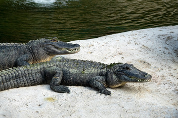Groupe d'Alligator du Mississippi