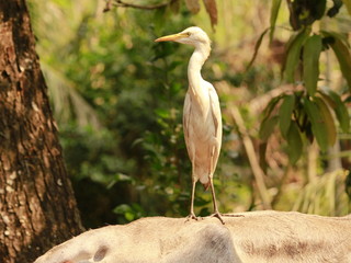 Indian white heron on hungry mood