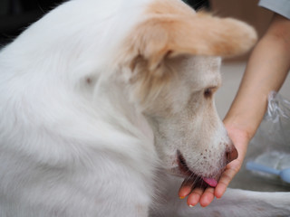 Obraz premium Close up of dog 