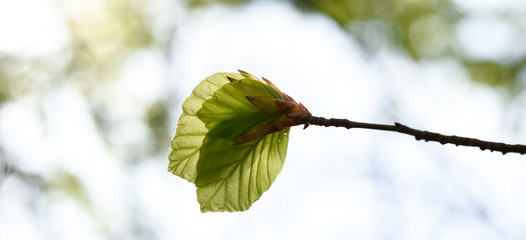 Springtime beech leaves