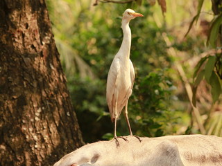 White heron on search mood