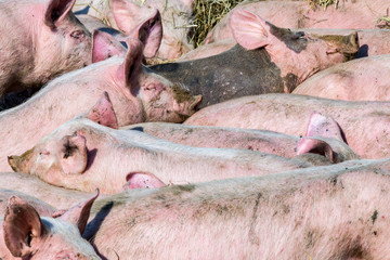 flock of pigs in a bio farm