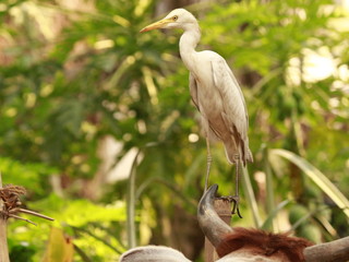 great white heron