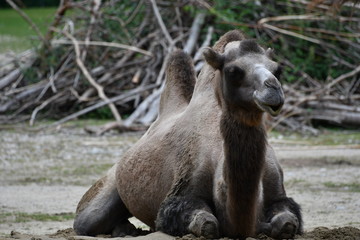 Fototapeta premium Tierisch gut