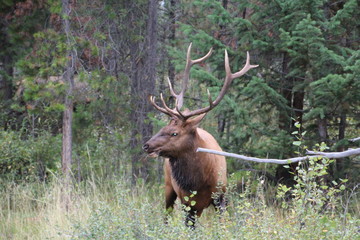 Naklejka na ściany i meble Majestic Elk, Jasper National Park, Alberta