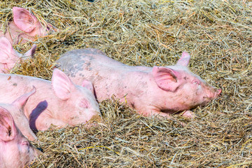 flock of pigs in a bio farm