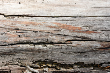 Old and weathered wood 