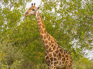 A Giraffe coming out of the trees