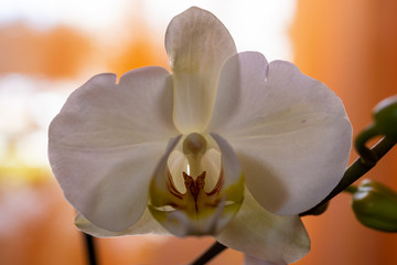 Orchidea bianca