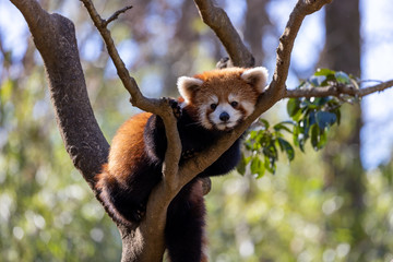 Obraz premium レッサーパンダ