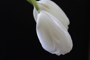 white Tulip on a black background