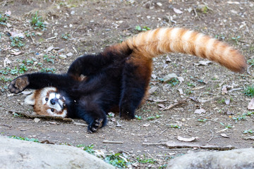 レッサーパンダ