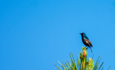 Palestine sun bird on top of a pine tree