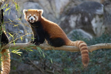 レッサーパンダ