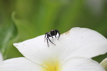 Pequena aranha