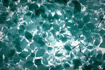 Springtime beech leaves