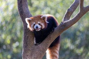 レッサーパンダ