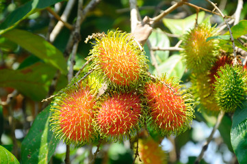 Rambutan fruit on the tree and being ripe. Ready to be picked and eaten.
