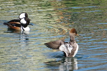 Hooded merganser ducks on Florida river