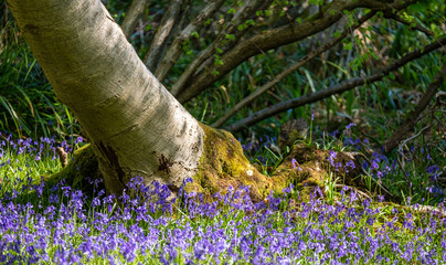 Wild bluebells beneath the trees, photographed at Pear Wood next to Stanmore Country Park in Stanmore, Middlesex, UK