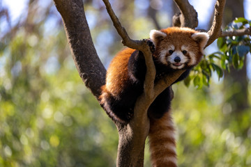 レッサーパンダ