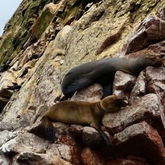 california sea lion