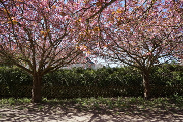 Obraz premium Kirschblütenzeit am Berliner Mauerweg (Teltow)