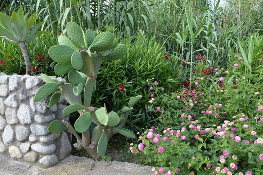 Aiuola con piante tipiche della fascia Mediterranea Italiana -  18 giugno 2015 - Calabria (Italia). Piante tipiche delle Regioni Mediterranee (cactus, oleandri, lantane in fioritura) in estate.