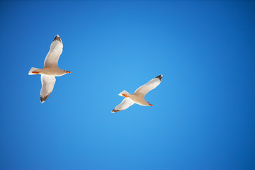 Flying seagull bird on blue sky