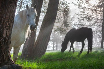 Obraz na płótnie Canvas Horses in a forest at misty sunrise.