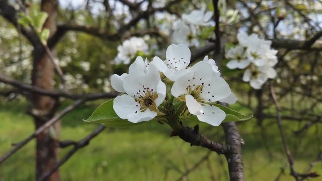 Pear in bloom