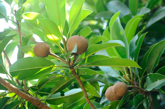 Manilkara zapota or sapodilla fruit on the tree at Mersing, Malaysia 
