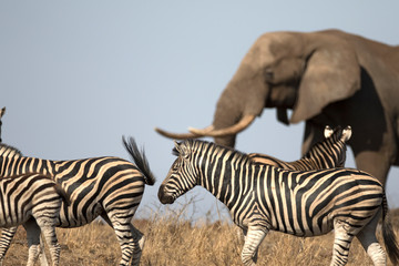 Fototapeta premium African bull elephant in african wildlife National park