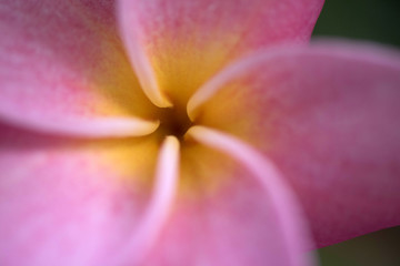 Pink frangipani flower, plumeria flower on tree