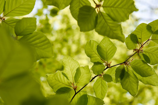 green leaves on a branch
