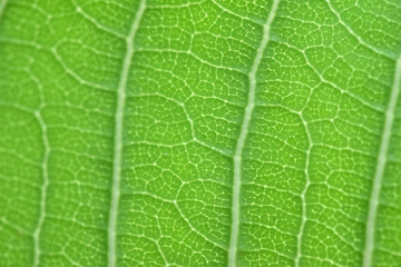 Closeup of fresh water drops dripped on leafe in macro