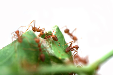 Fire Ants in Public Park